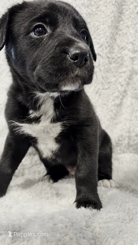 Maisy – Border Collie, English Mastiff puppy for sale in Chicago, IL