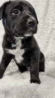 Maisy, a female Border Collie and English Mastiff for sale in Chicago, IL – 1 of 1