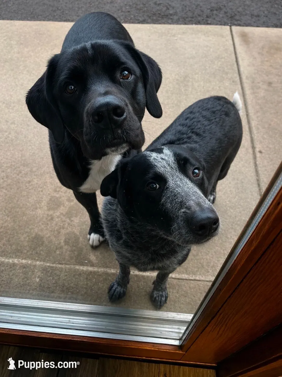 Bandit, a male Border Collie and English Mastiff for sale in Chicago, IL – 3 of 3