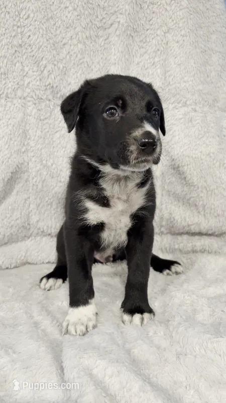 Bandit – Border Collie, English Mastiff puppy for sale in Chicago, IL