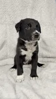 Bandit, a male Border Collie and English Mastiff for sale in Chicago, IL – 1 of 1