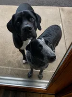Oso, a male Border Collie and English Mastiff for sale in Chicago, IL – 2 of 2