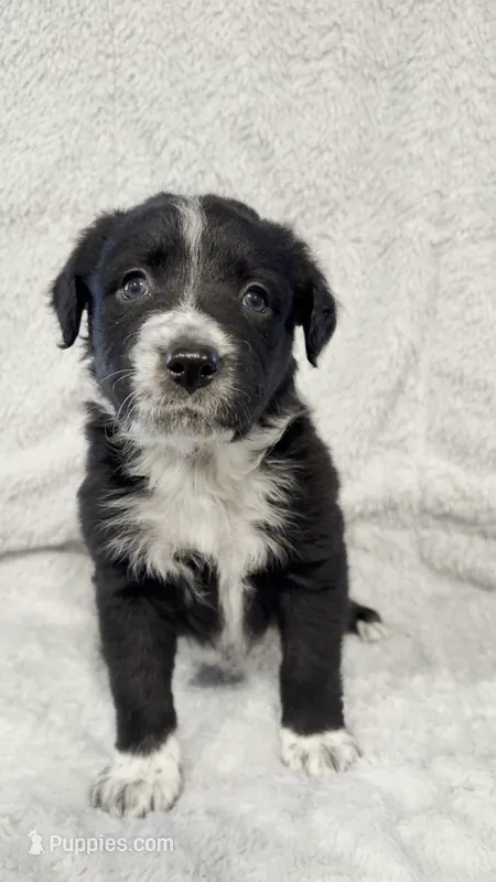 Teddy – Border Collie, English Mastiff puppy for sale in Chicago, IL