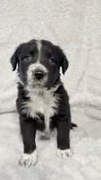 Teddy, a male Border Collie and English Mastiff for sale in Chicago, IL – 1 of 1