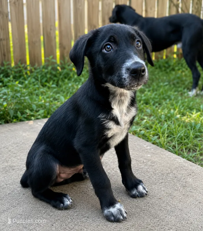Bandit – Border Collie, English Mastiff puppy for sale in Chicago, IL