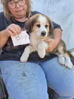 Puppy A, a male Bernese Mountain Dog for sale in Lovington, IL – 1 of 1