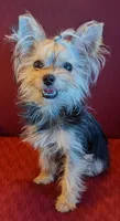 Tiny tillie, a female Yorkshire Terrier for sale in Wonder Lake, IL – 2 of 5