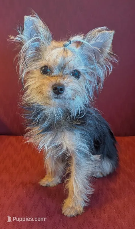 Tiny tillie, a female Yorkshire Terrier for sale in Wonder Lake, IL – 1 of 5