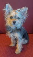 Tiny tillie, a female Yorkshire Terrier for sale in Wonder Lake, IL – 1 of 5