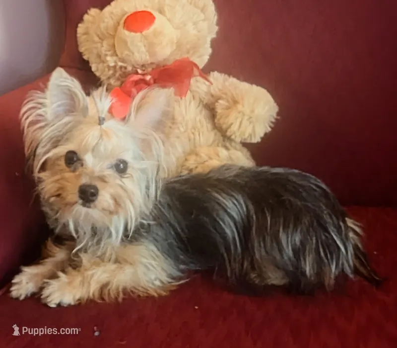 Melody – Yorkshire Terrier puppy for sale in Wonder Lake, IL