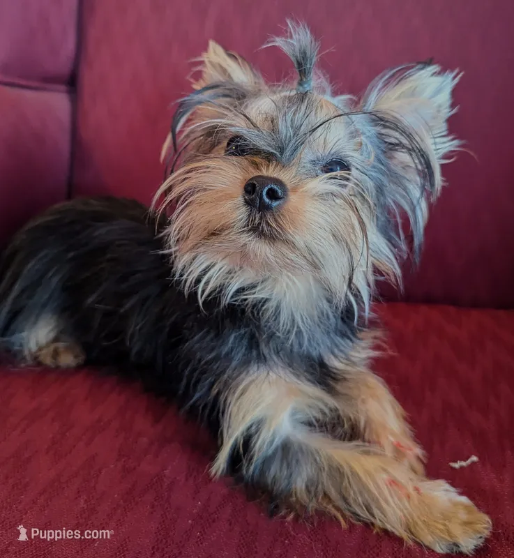 Toby – Yorkshire Terrier puppy for sale in Wonder Lake, IL