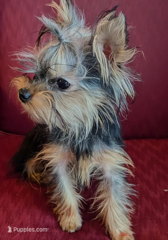 Toby – Yorkshire Terrier puppy for sale in Wonder Lake, IL