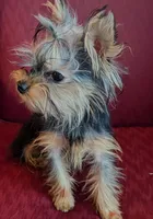 Toby, a male Yorkshire Terrier for sale in Wonder Lake, IL – 1 of 8