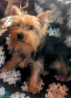 Georgie, a male Yorkshire Terrier for sale in Wonder Lake, IL – Photo 1 of 2