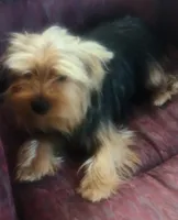 Georgie, a male Yorkshire Terrier for sale in Wonder Lake, IL – Photo 2 of 2