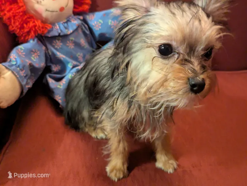 Melody – Yorkshire Terrier puppy for sale in Wonder Lake, IL
