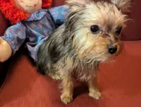 Melody, a female Yorkshire Terrier for sale in Wonder Lake, IL – Photo 1 of 4
