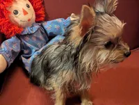 Melody, a female Yorkshire Terrier for sale in Wonder Lake, IL – Photo 4 of 4