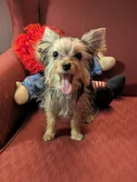 Melody, a female Yorkshire Terrier for sale in Wonder Lake, IL – Photo 3 of 4