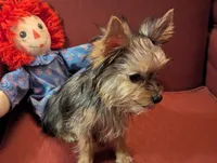 Melody, a female Yorkshire Terrier for sale in Wonder Lake, IL – Photo 2 of 4
