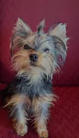 Toby, a male Yorkshire Terrier for sale in Wonder Lake, IL – 5 of 8