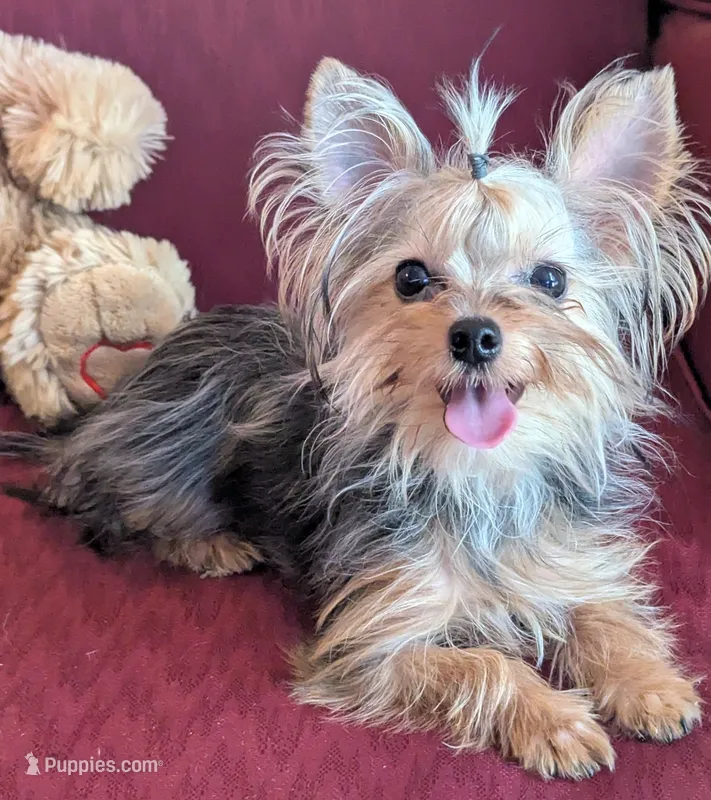 Melody – Yorkshire Terrier puppy for sale in Wonder Lake, IL