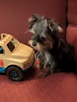 Toby, a male Yorkshire Terrier for sale in Wonder Lake, IL – Photo 7 of 7