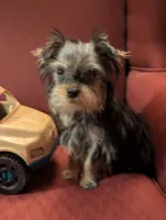 Toby, a male Yorkshire Terrier for sale in Wonder Lake, IL – Photo 5 of 7