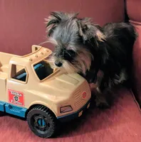 Toby, a male Yorkshire Terrier for sale in Wonder Lake, IL – Photo 3 of 7