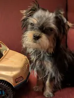 Toby, a male Yorkshire Terrier for sale in Wonder Lake, IL – Photo 6 of 7