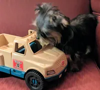 Toby, a male Yorkshire Terrier for sale in Wonder Lake, IL – Photo 2 of 7