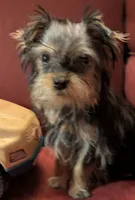 Toby, a male Yorkshire Terrier for sale in Wonder Lake, IL – Photo 1 of 7