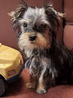 Toby, a male Yorkshire Terrier for sale in Wonder Lake, IL – Photo 4 of 7