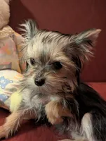 Tiny tillie, a female Yorkshire Terrier for sale in Wonder Lake, IL – Photo 5 of 7