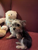 Tiny tillie, a female Yorkshire Terrier for sale in Wonder Lake, IL – Photo 7 of 7