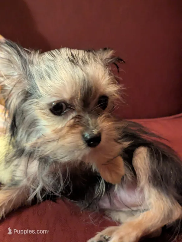 Tiny tillie – Yorkshire Terrier puppy for sale in Wonder Lake, IL