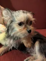 Tiny tillie, a female Yorkshire Terrier for sale in Wonder Lake, IL – Photo 4 of 7
