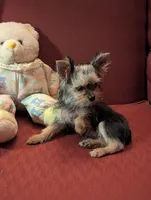 Tiny tillie, a female Yorkshire Terrier for sale in Wonder Lake, IL – Photo 2 of 7