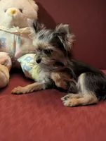 Tiny tillie, a female Yorkshire Terrier for sale in Wonder Lake, IL – Photo 3 of 7
