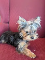 Toby, a male Yorkshire Terrier for sale in Wonder Lake, IL – 7 of 8
