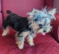 Toby, a male Yorkshire Terrier for sale in Wonder Lake, IL – 6 of 8