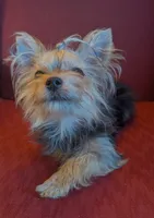 Tiny tillie, a female Yorkshire Terrier for sale in Wonder Lake, IL – 3 of 5