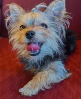Tiny tillie, a female Yorkshire Terrier for sale in Wonder Lake, IL – 4 of 5