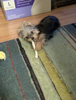 Toby, a male Yorkshire Terrier for sale in Wonder Lake, IL – 8 of 8
