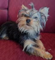 Toby, a male Yorkshire Terrier for sale in Wonder Lake, IL – 2 of 8