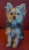 Tiny tillie, a female Yorkshire Terrier for sale in Wonder Lake, IL – 5 of 5