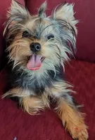 Toby, a male Yorkshire Terrier for sale in Wonder Lake, IL – 4 of 8