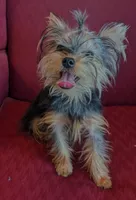 Toby, a male Yorkshire Terrier for sale in Wonder Lake, IL – 3 of 8