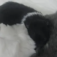 Little Oreo, a male Pomeranian for sale in West Point, VA – 2 of 2