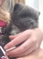 Bluey, a male Pomeranian for sale in West Point, VA – 1 of 1